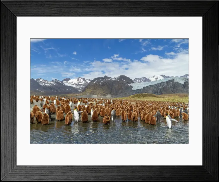 Framed Print : Adult king penguins (Aptenodytes patagonicus) amongst chicks at breeding colony at Gold Harbour, South Georgia Island, Polar Regions Framed Print : Adult king penguins (Aptenodytes patagonicus) amongst chicks at breeding colony at Gold Harbour, South Georgia Island, Polar Regions