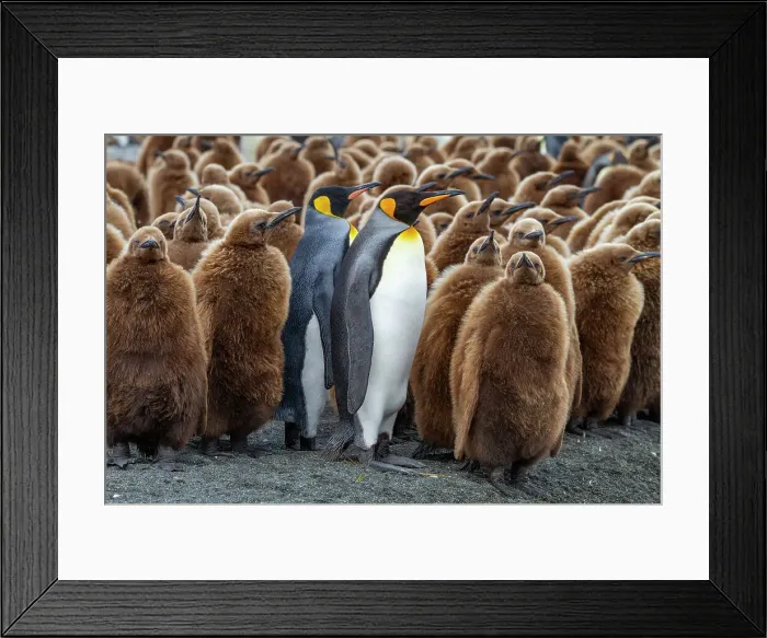 Framed Print : Adult king penguins (Aptenodytes patagonicus) amongst chicks at breeding colony at Gold Harbour, South Georgia Island, Polar Regions Framed Print : Adult king penguins (Aptenodytes patagonicus) amongst chicks at breeding colony at Gold Harbour, South Georgia Island, Polar Regions