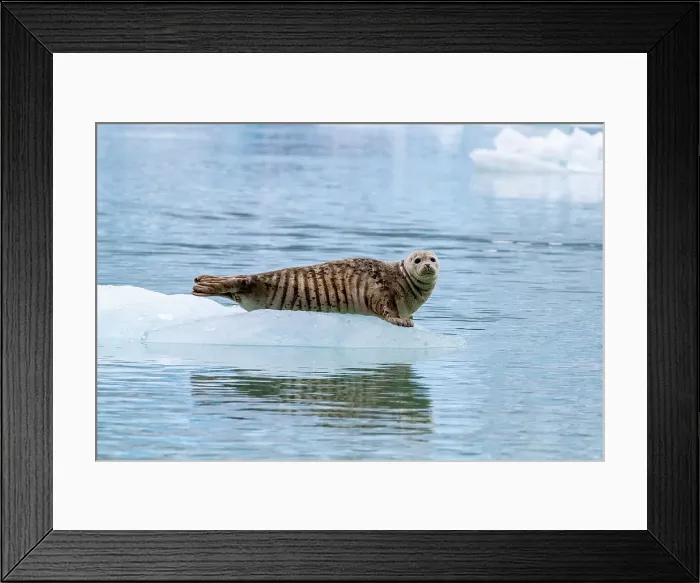 Framed Print : Harbor seal (Phoca vitulina) hauled out on ice calved from South Sawyer Glacier, Southeast Alaska, United States of America, North America Framed Print : Harbor seal (Phoca vitulina) hauled out on ice calved from South Sawyer Glacier, Southeast Alaska, United States of America, North America