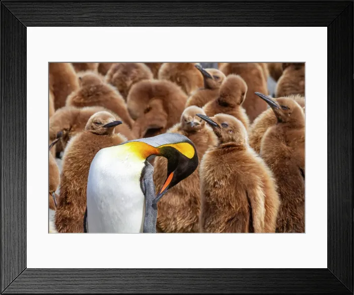 Framed Print : Adult king penguin (Aptenodytes patagonicus) amongst chicks at breeding colony at Gold Harbour, South Georgia Island, Polar Regions Framed Print : Adult king penguin (Aptenodytes patagonicus) amongst chicks at breeding colony at Gold Harbour, South Georgia Island, Polar Regions