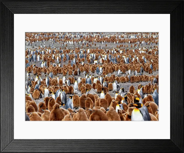 Framed Print : Adult king penguins (Aptenodytes patagonicus) amongst chicks at breeding colony at Gold Harbour, South Georgia Island, Polar Regions Framed Print : Adult king penguins (Aptenodytes patagonicus) amongst chicks at breeding colony at Gold Harbour, South Georgia Island, Polar Regions
