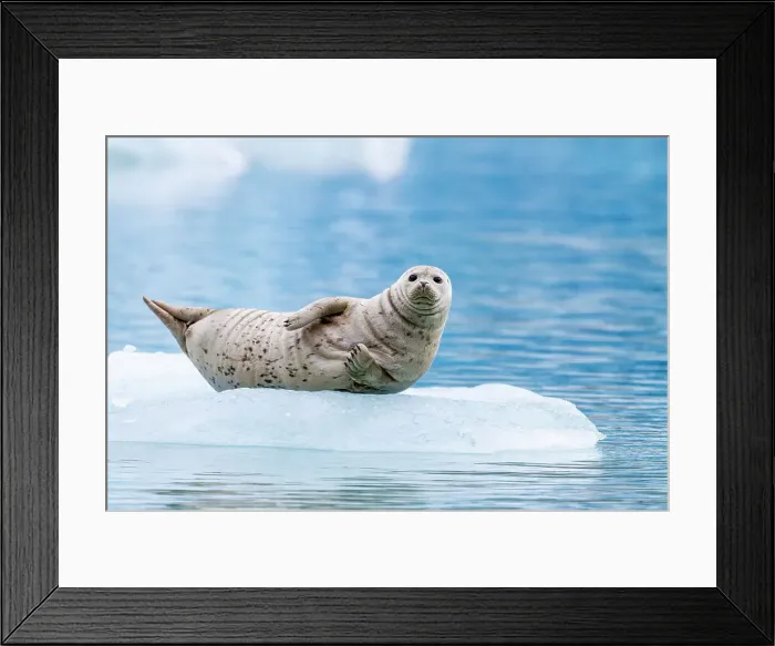 Framed Print : Harbor seal (Phoca vitulina) hauled out on ice calved from South Sawyer Glacier, Southeast Alaska, United States of America, North America Framed Print : Harbor seal (Phoca vitulina) hauled out on ice calved from South Sawyer Glacier, Southeast Alaska, United States of America, North America