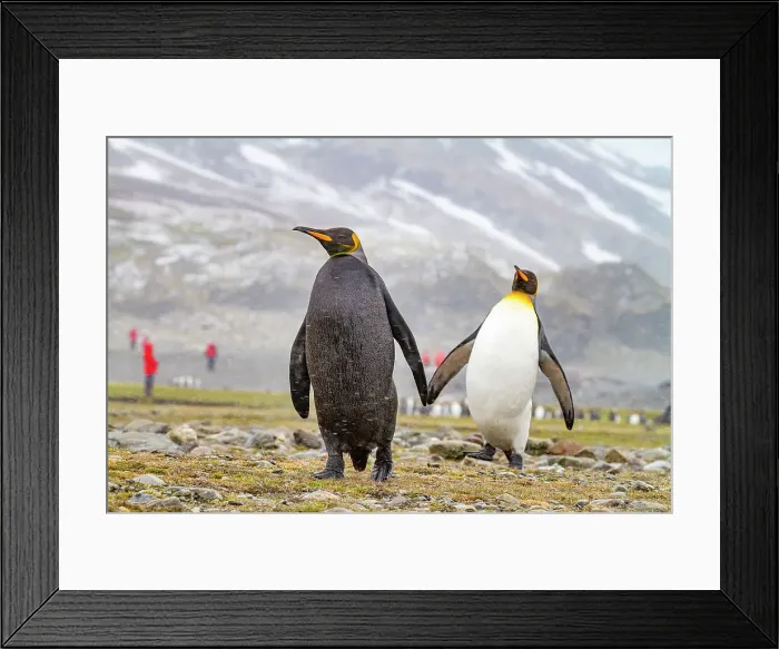 Framed Print : A rare adult melanistic king penguin (Aptenodytes patagonicus), returning from feeding at sea tin Fortuna Bay, South Georgia, Polar Regions Framed Print : A rare adult melanistic king penguin (Aptenodytes patagonicus), returning from feeding at sea tin Fortuna Bay, South Georgia, Polar Regions