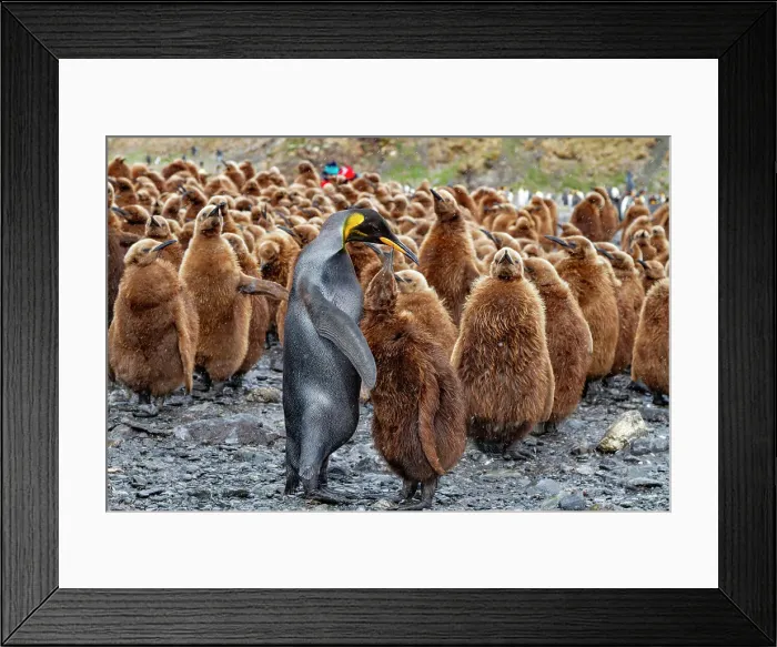 Framed Print : A rare melanistic king penguin (Aptenodytes patagonicus), feeding its okum boy chick at Fortuna Bay, South Georgia Island, Polar Regions Framed Print : A rare melanistic king penguin (Aptenodytes patagonicus), feeding its okum boy chick at Fortuna Bay, South Georgia Island, Polar Regions