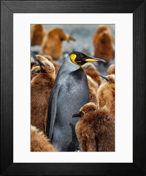 Framed Print : A rare melanistic king penguin (Aptenodytes patagonicus), feeding its okum boy chick at Fortuna Bay, South Georgia Island, Polar Regions Framed Print : A rare melanistic king penguin (Aptenodytes patagonicus), feeding its okum boy chick at Fortuna Bay, South Georgia Island, Polar Regions