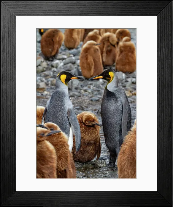 Framed Print : A rare melanistic king penguin (Aptenodytes patagonicus), feeding its okum boy chick at Fortuna Bay, South Georgia Island, Polar Regions Framed Print : A rare melanistic king penguin (Aptenodytes patagonicus), feeding its okum boy chick at Fortuna Bay, South Georgia Island, Polar Regions