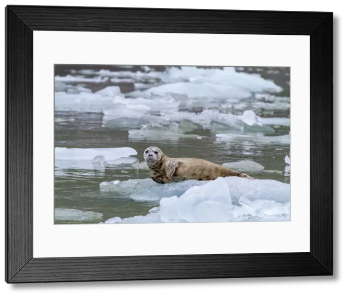 Framed Print : Harbor seal (Phoca vitulina) hauled out on ice calved from South Sawyer Glacier, Southeast Alaska, United States of America, North America Framed Print : Harbor seal (Phoca vitulina) hauled out on ice calved from South Sawyer Glacier, Southeast Alaska, United States of America, North America