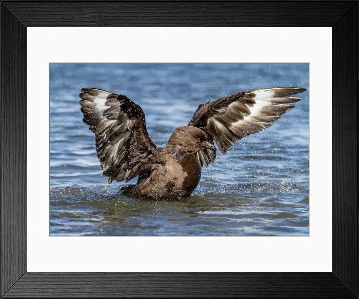Framed Print : Adult Subantarctic Skua (Catharacta antarctica lonnbergi) cleaning itself in glacier run off at Stromness Bay, South Georgia, Polar Regions Framed Print : Adult Subantarctic Skua (Catharacta antarctica lonnbergi) cleaning itself in glacier run off at Stromness Bay, South Georgia, Polar Regions