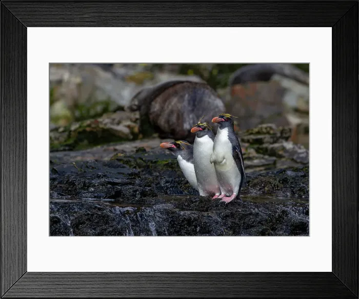 Framed Print : Macaroni penguins (Eudyptes chrysolophus) scrambling up steep cliffs at Hercules Bay on South Georgia Island, Polar Regions Framed Print : Macaroni penguins (Eudyptes chrysolophus) scrambling up steep cliffs at Hercules Bay on South Georgia Island, Polar Regions