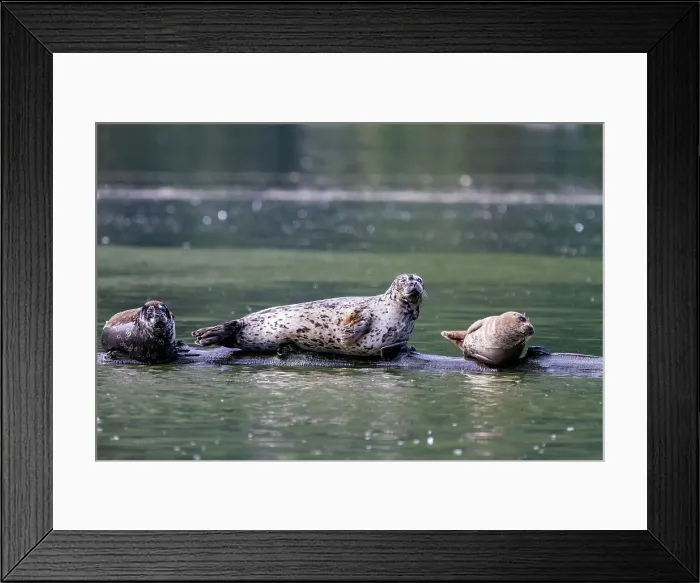Framed Print : Harbor seals (Phoca vitulina) hauled out on a submerged log in Misty Fjord National Monument, Southeast Alaska, United States of America, North America Framed Print : Harbor seals (Phoca vitulina) hauled out on a submerged log in Misty Fjord National Monument, Southeast Alaska, United States of America, North America