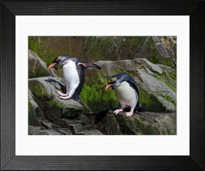 Framed Print : Macaroni penguins (Eudyptes chrysolophus) scrambling up steep cliffs at Hercules Bay on South Georgia Island, Polar Regions Framed Print : Macaroni penguins (Eudyptes chrysolophus) scrambling up steep cliffs at Hercules Bay on South Georgia Island, Polar Regions