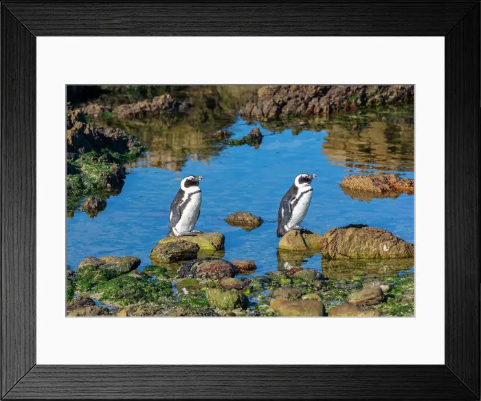 Framed Print : Penguins, Gansbaai, Western Cape, South Africa, Africa Framed Print : Penguins, Gansbaai, Western Cape, South Africa, Africa