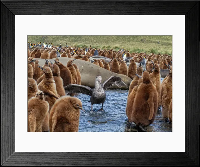 Framed Print : Northern giant petrel (Macronectes halli) amongst king penguin chicks at Gold Harbour, South Georgia, Southern Ocean, Polar Regions Framed Print : Northern giant petrel (Macronectes halli) amongst king penguin chicks at Gold Harbour, South Georgia, Southern Ocean, Polar Regions