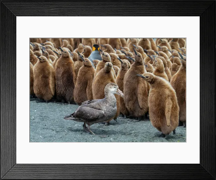 Framed Print : Northern giant petrel (Macronectes halli) amongst king penguin chicks at Gold Harbour, South Georgia, Southern Ocean, Polar Regions Framed Print : Northern giant petrel (Macronectes halli) amongst king penguin chicks at Gold Harbour, South Georgia, Southern Ocean, Polar Regions