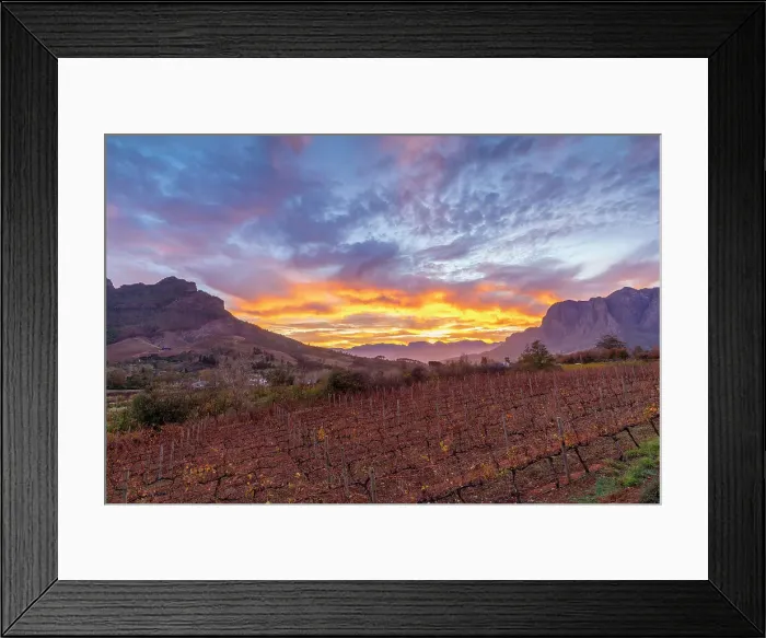 Framed Print : Sunrise Vineyard, Stellenbosch, Western Cape Province, South Africa, Africa Framed Print : Sunrise Vineyard, Stellenbosch, Western Cape Province, South Africa, Africa
