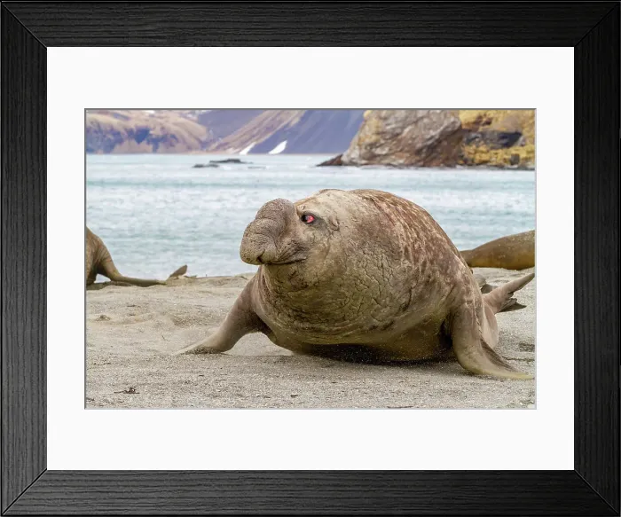 Framed Print : Young challenger bull southern elephant seal (Mirounga leonina) fleeing from beachmaster bull, South Georgia Island, Polar Regions Framed Print : Young challenger bull southern elephant seal (Mirounga leonina) fleeing from beachmaster bull, South Georgia Island, Polar Regions