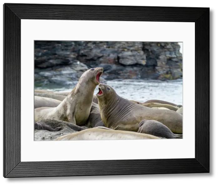 Framed Print : Female southern elephant seals (Mirounga leonina) showing slight aggression at Moltke Harbor on South Georgia, Polar Regions