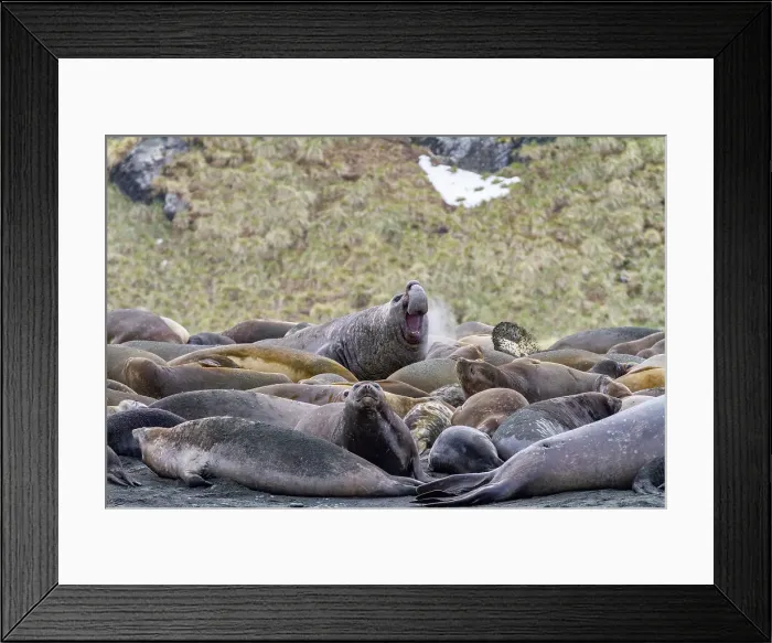 Framed Print : Adult bull southern elephant seal (Mirounga leonina) issuing a bellowing challenge at Gold Harbour on South Georgia, Polar Regions Framed Print : Adult bull southern elephant seal (Mirounga leonina) issuing a bellowing challenge at Gold Harbour on South Georgia, Polar Regions