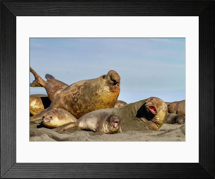 Framed Print : Adult bull southern elephant seal (Mirounga leonina) with females and pups at Gold Harbour on South Georgia Island, Polar Regions