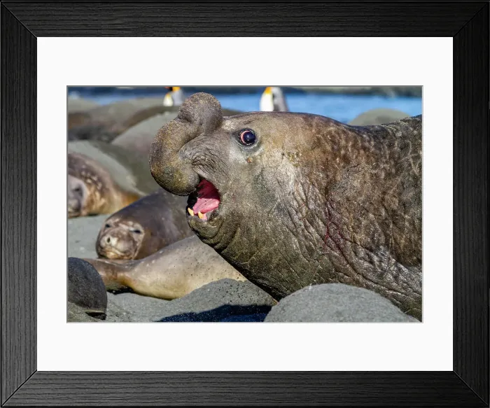 Framed Print : Adult bull southern elephant seal (Mirounga leonina) fleeing from another male challenger at Gold Harbour, South Georgia, Polar Regions Framed Print : Adult bull southern elephant seal (Mirounga leonina) fleeing from another male challenger at Gold Harbour, South Georgia, Polar Regions