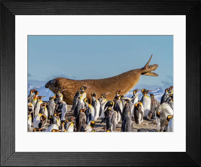 Framed Print : Adult bull southern elephant seal (Mirounga leonina) stretching amongst king penguins at Gold Harbour, South Georgia, Polar Regions Framed Print : Adult bull southern elephant seal (Mirounga leonina) stretching amongst king penguins at Gold Harbour, South Georgia, Polar Regions