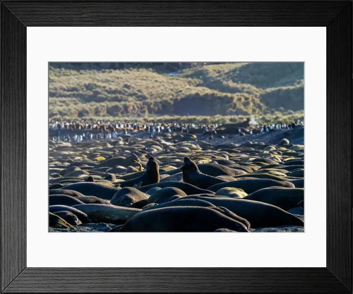 Framed Print : Hundreds of southern elephant seals (Mirounga leonina) hauled out onto the breeding beach at Gold Harbour, South Georgia, Polar Regions Framed Print : Hundreds of southern elephant seals (Mirounga leonina) hauled out onto the breeding beach at Gold Harbour, South Georgia, Polar Regions