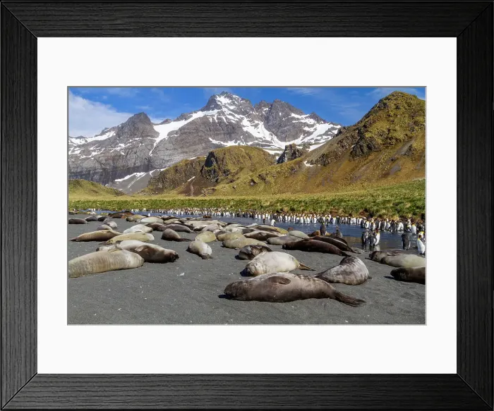 Framed Print : Southern elephant seal (Mirounga leonina) weaner pups sleeping on the beach at Gold Harbour on South Georgia, Polar Regions