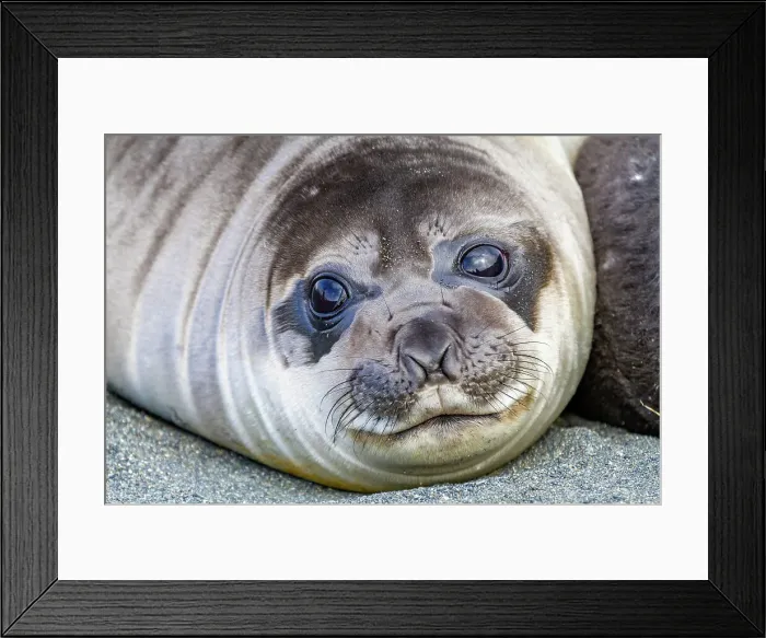 Framed Print : Southern elephant seal (Mirounga leonina) weaner pup head detail on the beach at Gold Harbour on South Georgia, Polar Regions Framed Print : Southern elephant seal (Mirounga leonina) weaner pup head detail on the beach at Gold Harbour on South Georgia, Polar Regions
