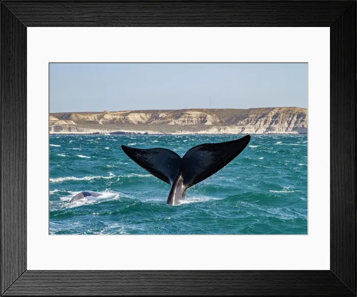 Framed Print : Southern right whale (Eubalaena australis) adult female flukes-up to catch the wind in Puerto Pyramides, Argentina, South America Framed Print : Southern right whale (Eubalaena australis) adult female flukes-up to catch the wind in Puerto Pyramides, Argentina, South America