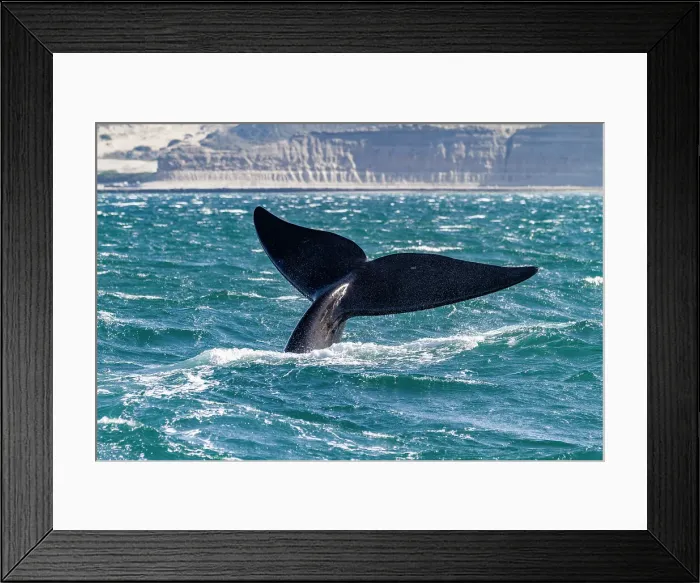 Framed Print : Southern right whale (Eubalaena australis) adult female flukes-up to catch the wind in Puerto Pyramides, Argentina, South America Framed Print : Southern right whale (Eubalaena australis) adult female flukes-up to catch the wind in Puerto Pyramides, Argentina, South America