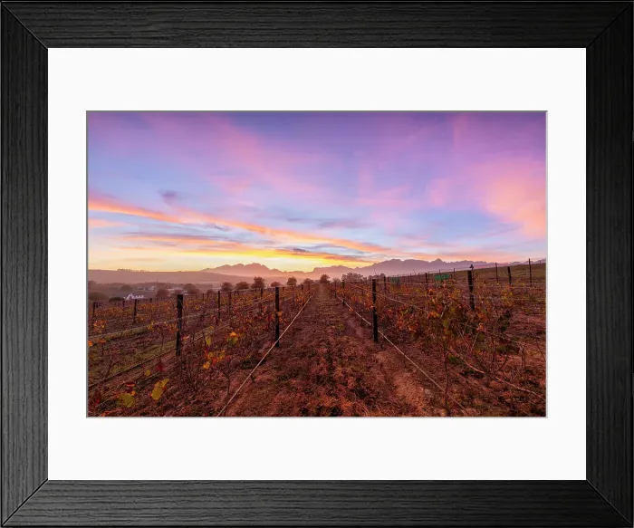 Framed Print : Vineyard at Sunrise, Stellenbosch, Western Cape Province, South Africa, Africa Framed Print : Vineyard at Sunrise, Stellenbosch, Western Cape Province, South Africa, Africa