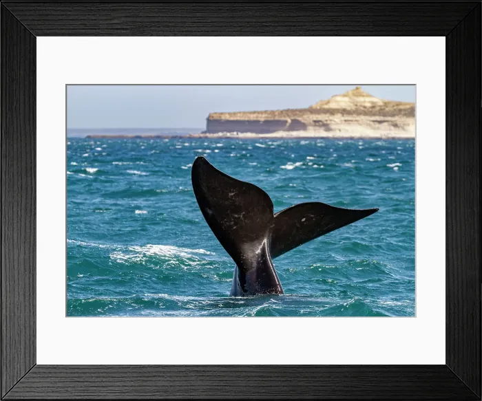 Framed Print : Southern right whale (Eubalaena australis) adult female flukes-up to catch the wind in Puerto Pyramides, Argentina, South America Framed Print : Southern right whale (Eubalaena australis) adult female flukes-up to catch the wind in Puerto Pyramides, Argentina, South America
