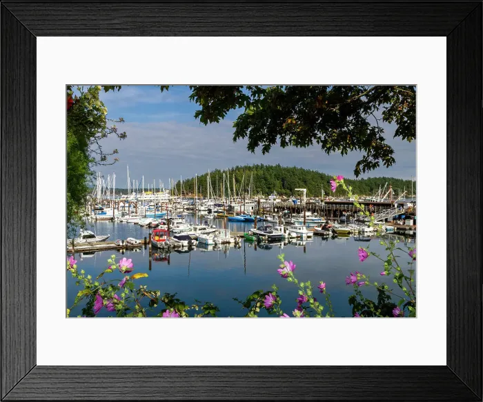 Framed Print : Views of the small harbor town of Friday Harbor on San Juan Island, Washington State, United States of America, North America Framed Print : Views of the small harbor town of Friday Harbor on San Juan Island, Washington State, United States of America, North America