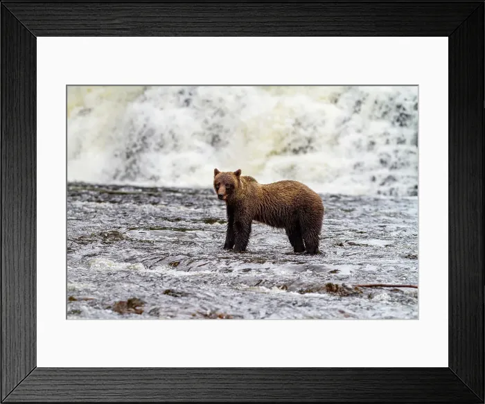 Framed Print : Adult brown bear (Ursus arctos) fishing for pink salmon at Pavlof Harbor on Chichagof Island, Southeast Alaska, United States of America, North America Framed Print : Adult brown bear (Ursus arctos) fishing for pink salmon at Pavlof Harbor on Chichagof Island, Southeast Alaska, United States of America, North America
