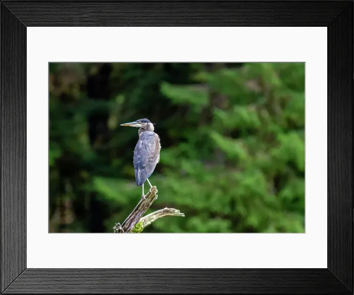 Framed Print : An adult great blue heron (Ardea herodias) perched beside a river in Misty Fjords National Monument, United States of America, North America Framed Print : An adult great blue heron (Ardea herodias) perched beside a river in Misty Fjords National Monument, United States of America, North America