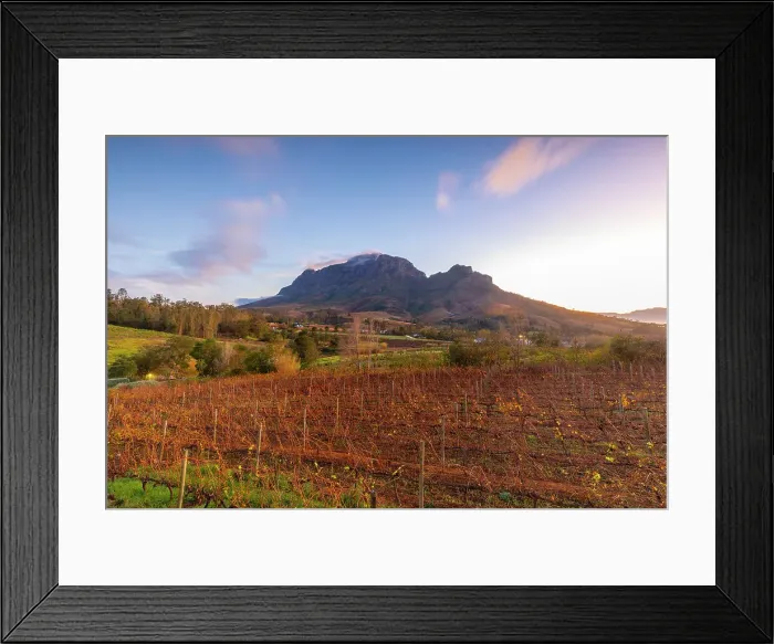 Framed Print : Alluvia Vineyard at sunrise, Stellenbosch, Western Cape Province, South Africa, Africa