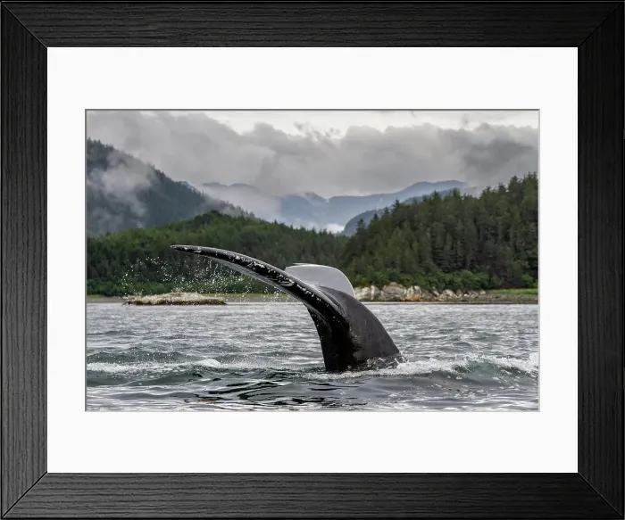 Framed Print : Adult humpback whale (Megaptera novaeangliae) flukes-up dive in Inian Pass, Southeast Alaska, Pacific Ocean, United States of America, North America Framed Print : Adult humpback whale (Megaptera novaeangliae) flukes-up dive in Inian Pass, Southeast Alaska, Pacific Ocean, United States of America, North America
