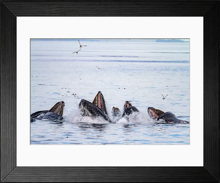 Framed Print : Adult humpback whales (Megaptera novaeangliae) co-operatively bubble-net feeding in Snow Pass, Alaska, United States of America, North America Framed Print : Adult humpback whales (Megaptera novaeangliae) co-operatively bubble-net feeding in Snow Pass, Alaska, United States of America, North America