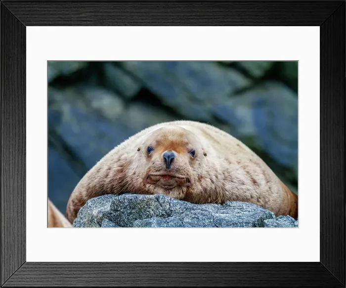 Framed Print : Northern (Steller) sea lion (Eumetopias jubatus) hauled out in Inian Pass, Southeastern Alaska, Pacific Ocean, United States of America, North America Framed Print : Northern (Steller) sea lion (Eumetopias jubatus) hauled out in Inian Pass, Southeastern Alaska, Pacific Ocean, United States of America, North America