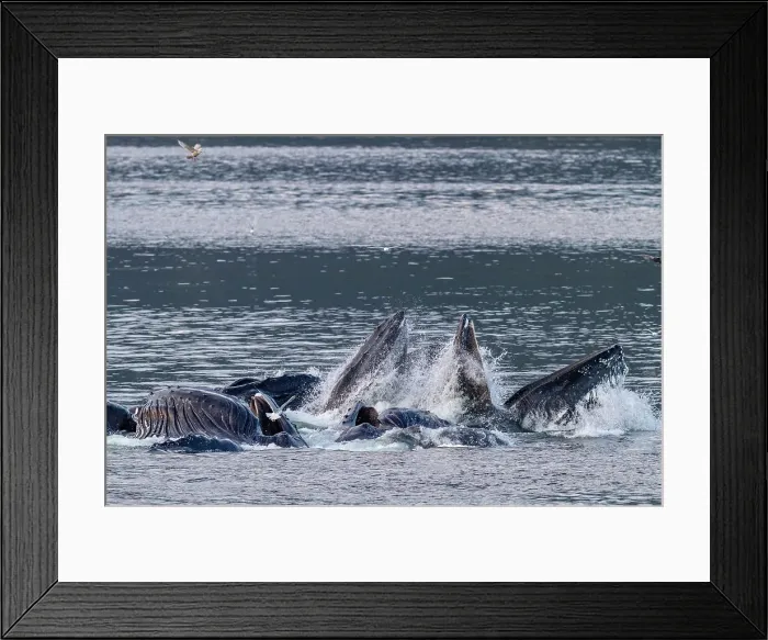 Framed Print : Adult humpback whales (Megaptera novaeangliae) co-operatively bubble-net feeding in Snow Pass, Alaska, United States of America, North America Framed Print : Adult humpback whales (Megaptera novaeangliae) co-operatively bubble-net feeding in Snow Pass, Alaska, United States of America, North America