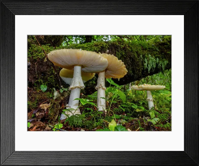 Framed Print : Mushrooms growing in the Tongass National Forest in southeast Alaska, Pacific Ocean, United States of America, North America Framed Print : Mushrooms growing in the Tongass National Forest in southeast Alaska, Pacific Ocean, United States of America, North America