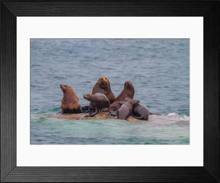 Framed Print : Northern (Steller) sea lions (Eumetopias jubatus) hauled out at South Marble Island in Glacier Bay National Park, UNESCO World Heritage Site, Alaska, United States of America, North America Framed Print : Northern (Steller) sea lions (Eumetopias jubatus) hauled out at South Marble Island in Glacier Bay National Park, UNESCO World Heritage Site, Alaska, United States of America, North America