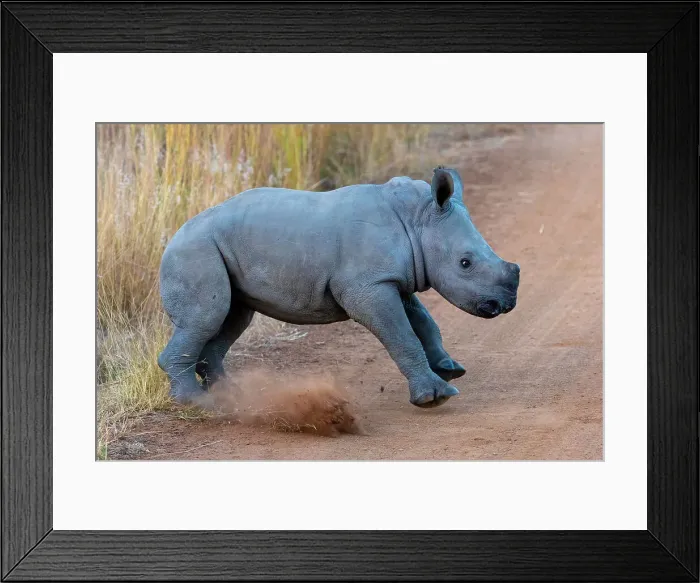 Framed Print : Baby Black Rhinoceros, Pilanesberg National Park, North West Province, South Africa, Africa Framed Print : Baby Black Rhinoceros, Pilanesberg National Park, North West Province, South Africa, Africa