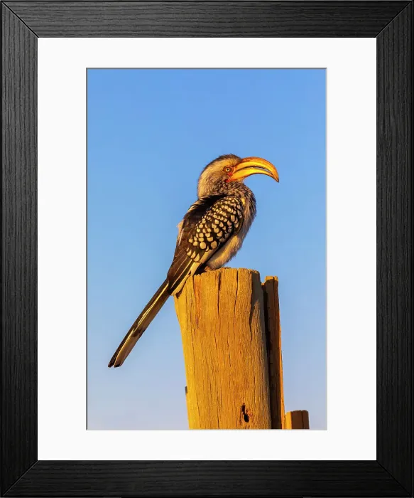 Framed Print : Southern yellow billed hornbill, Pilanesberg National Park, North West Province, South Africa, Africa Framed Print : Southern yellow billed hornbill, Pilanesberg National Park, North West Province, South Africa, Africa