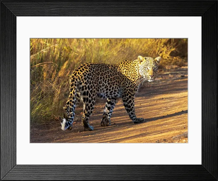 Framed Print : African Leopard, Pilanesberg National Park, North West Province, South Africa, Africa Framed Print : African Leopard, Pilanesberg National Park, North West Province, South Africa, Africa