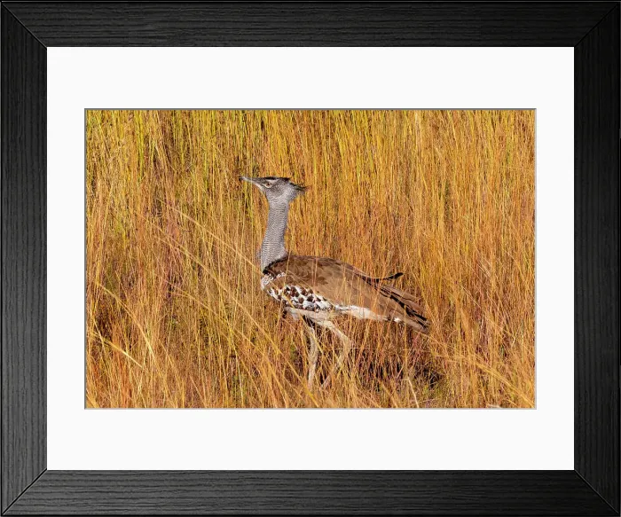Framed Print : Kori Bustard, Pilanesberg National Park, North West Province, South Africa, Africa Framed Print : Kori Bustard, Pilanesberg National Park, North West Province, South Africa, Africa