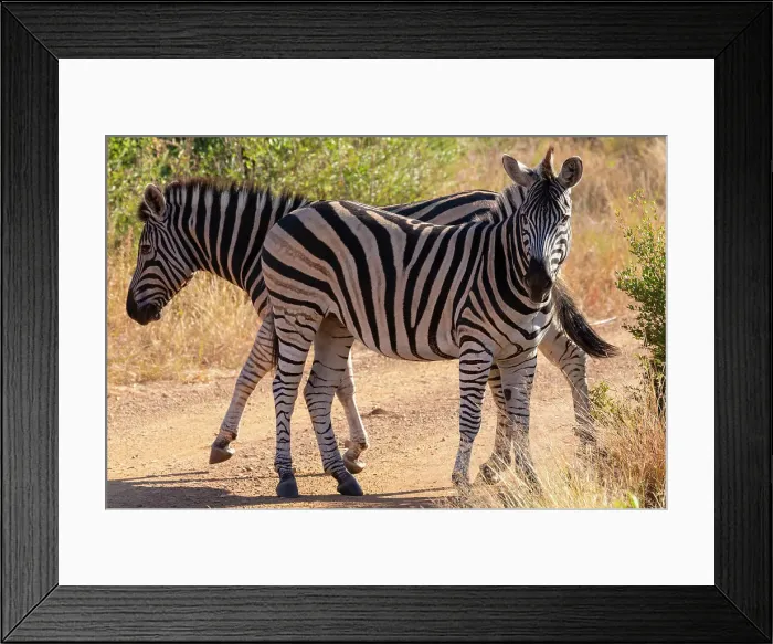 Framed Print : Zebra, Pilanesberg National Park, North West Province, South Africa, Africa Framed Print : Zebra, Pilanesberg National Park, North West Province, South Africa, Africa