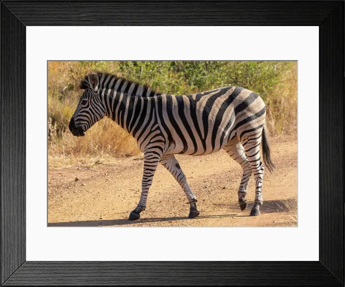 Framed Print : Zebra, Pilanesberg National Park, North West Province, South Africa, Africa Framed Print : Zebra, Pilanesberg National Park, North West Province, South Africa, Africa