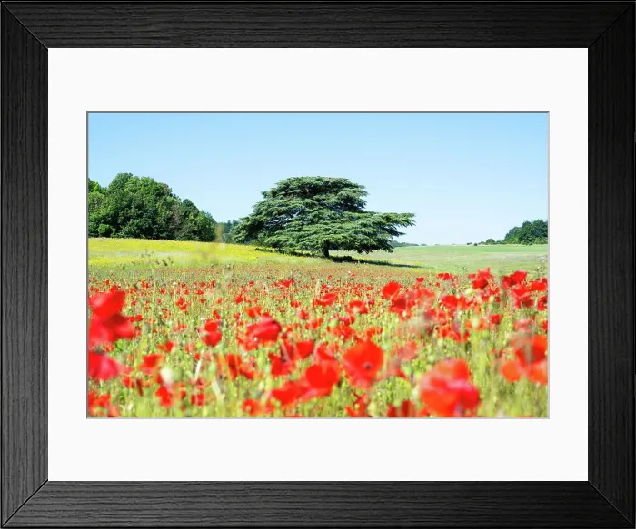 Framed Print : A tree in a field of poppies in Kent, England, United Kingdom, Europe