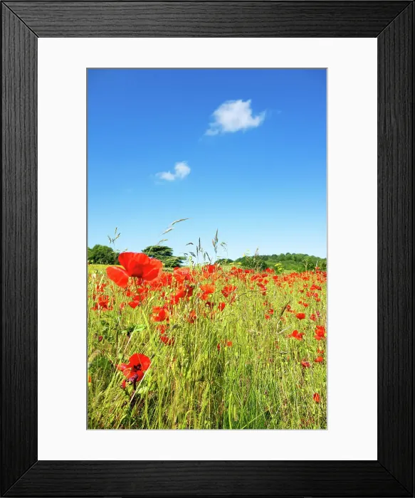 Framed Print : A field of poppies in Kent, England, United Kingdom, Europe Framed Print : A field of poppies in Kent, England, United Kingdom, Europe